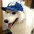 Verstellbare Baseballkappe für Hunde
