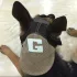 Verstellbare Baseballkappe für Hunde