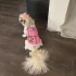 Sommer Hundeweste, Atmungsaktives Netzdesign, Für Kleine und Mittelgroße Hunde