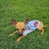 Sommer Hundeweste, Atmungsaktives Netzdesign, Für Kleine und Mittelgroße Hunde