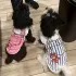 Sommer Hundeweste, Atmungsaktives Netzdesign, Für Kleine und Mittelgroße Hunde
