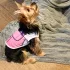Sommer Hundeweste, Atmungsaktives Netzdesign, Für Kleine und Mittelgroße Hunde