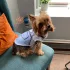 Sommer Hundeweste, Atmungsaktives Netzdesign, Für Kleine und Mittelgroße Hunde