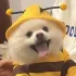 Niedliches Bienen-Haustierkostüm