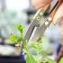 Präzisions-Bonsai-Schere - Edelstahl Gartenschere für Pflanzen, Blumen und Knospen