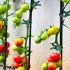 20er Pack Verstellbare Gartenclips