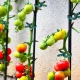 20er Pack Verstellbare Gartenclips