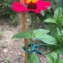 20er Pack Verstellbare Gartenclips