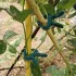 20er Pack Verstellbare Gartenclips