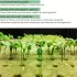 100 Stück hydroponische Anzuchtwürfel
