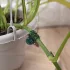 20 Stück Orchideen-Clips