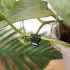 20 Stück Orchideen-Clips