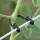 50 Stück Garten-Gitterclips für Kletterpflanzen und Blumen