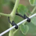 50 Stück Garten-Gitterclips für Kletterpflanzen und Blumen