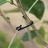 50 Stück Garten-Gitterclips für Kletterpflanzen und Blumen