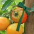 Gartenkordel, weiche, flexible Pflanzenbindeschnur