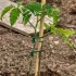 Gartenkordel, weiche, flexible Pflanzenbindeschnur
