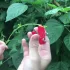 Vielseitiges Gartenmesser für die Gartenarbeit