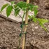 1 Stk. Grünes Gartenseil