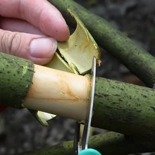 Pflanzliche Erzeugung