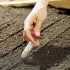 Mini, Hand-Garten-Saatgutspender-Schwamm