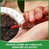 Mini, Hand-Garten-Saatgutspender-Schwamm