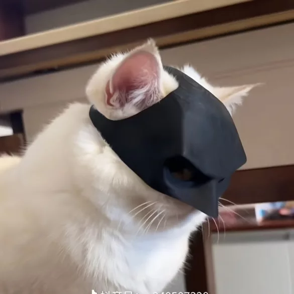 Kätzchenmaske