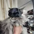 Kätzchenmaske