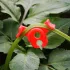 10er-Pack Clips für Pflanzen
