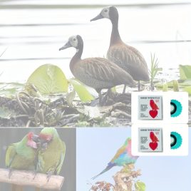 Vogelpfeife weiß - 2 Stk - Vogel Pfeife