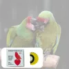 Gelb - 1 Stk. Vogelpfeife