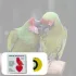 Vogelpfeife weiß - 2 Stk - Vogel Pfeife