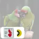 Vogelpfeife weiß - 2 Stk - Vogel Pfeife