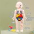 Anatomisches Modellset für Kinder zum Lernen