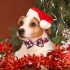 Rotes Weihnachts-Hundehalsband