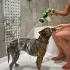 8-in-1 Hunde Duschkopf