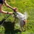 8-in-1 Hunde Duschkopf