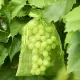 30 Stück Fruchtschutznetz
