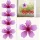 6 klebrige Fliegenfallen für Fenster, Blumenmuster, für Innen- und Außenbereich, 6 Kirschblüten